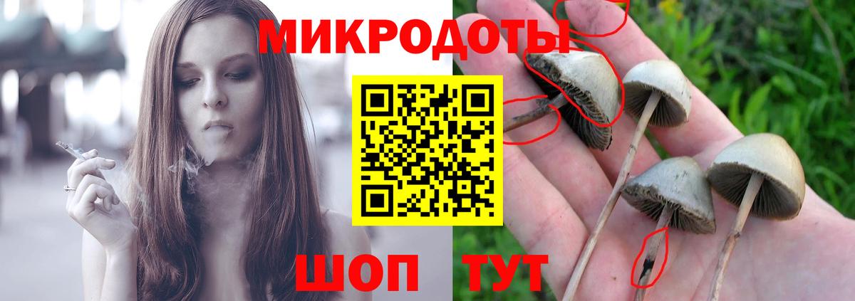 Псилоцибиновые грибы Psilocybe Ивантеевка